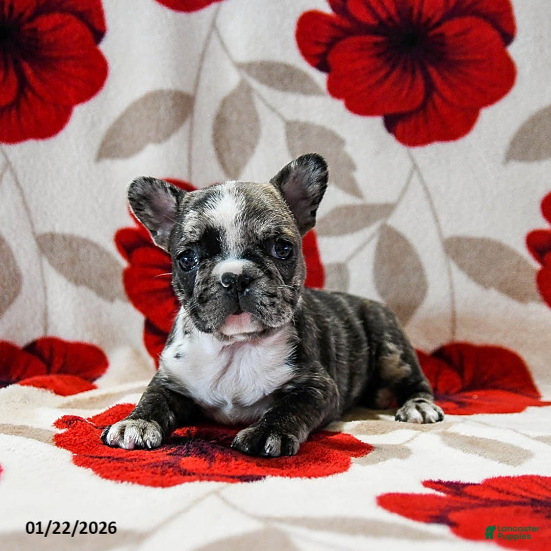French Bulldog dogs for sale: Bella   - Ad 4