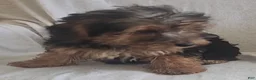 Yorkiepoo dogs for sale: Ziggy - Ad 7