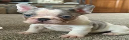 French Bulldog dogs for sale: French Bulldog 2 Lucy - Ad 6