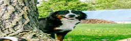Bernese Mountain Dog dogs for sale: Ivy - Ad 2