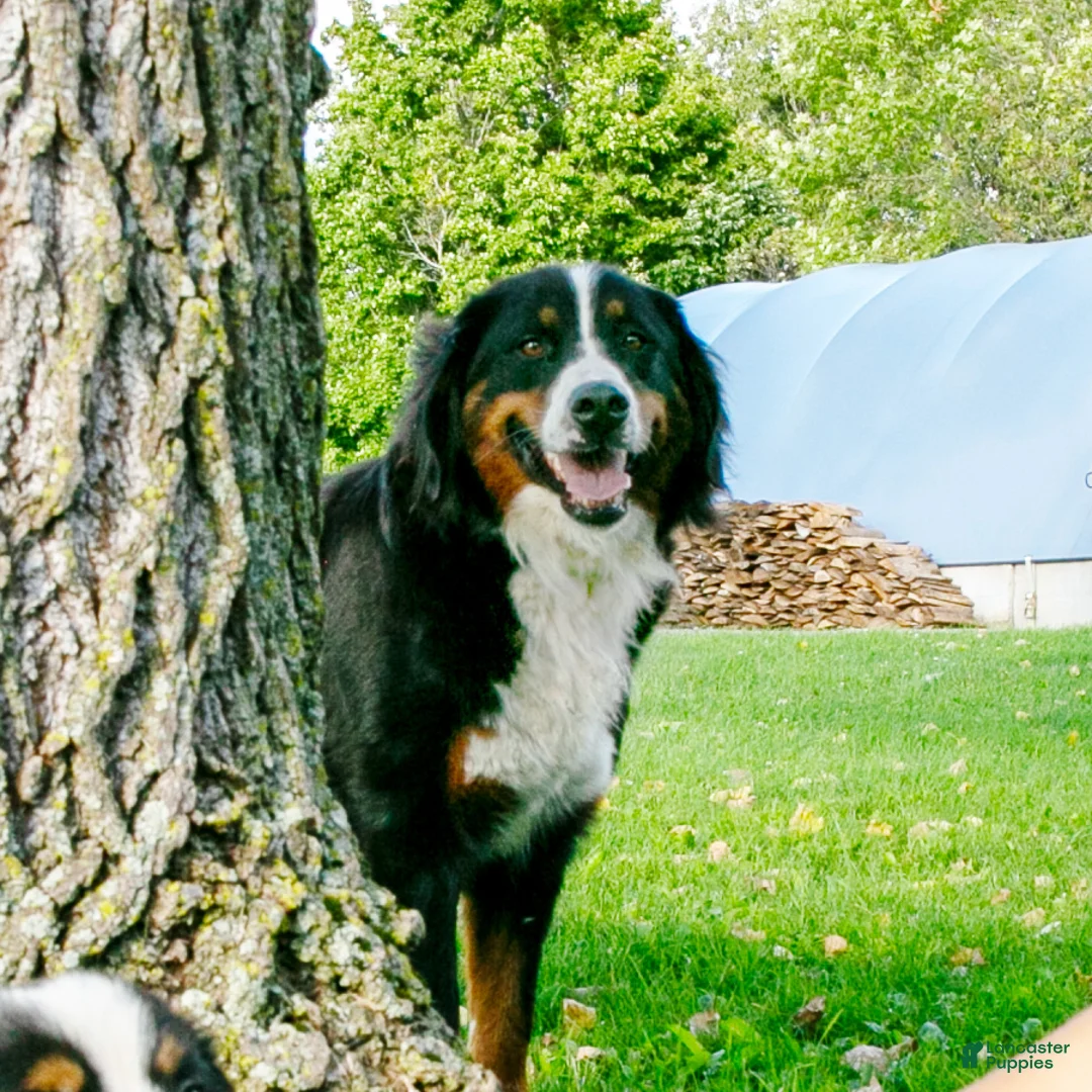 Bernese Mountain Dog dogs for sale: Ivy - Ad 2