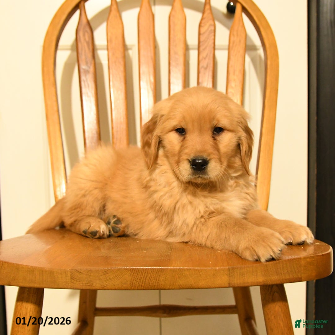 Golden Retriever dogs for sale: Bunny - Ad 4