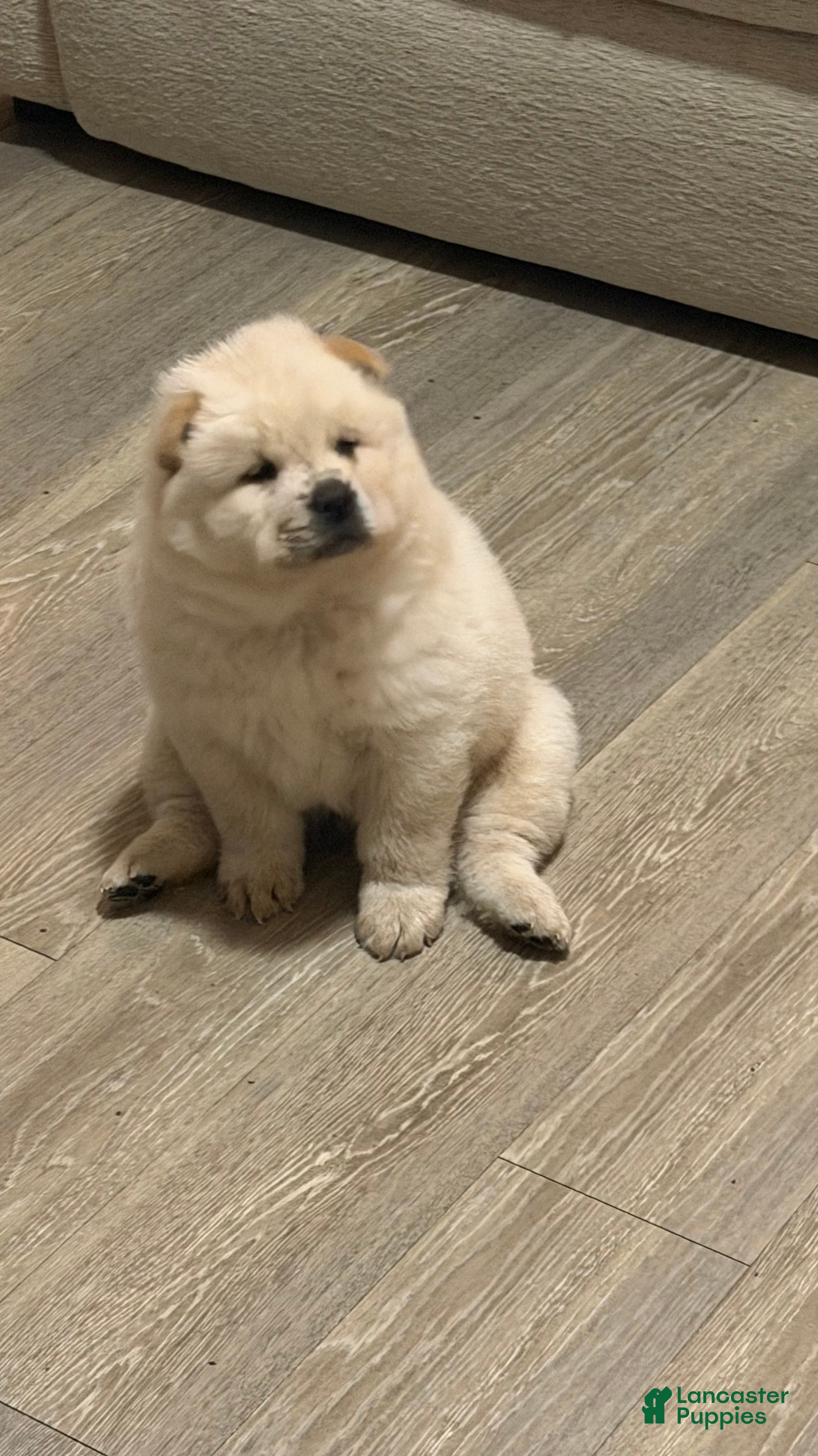 Chow Chow dogs Cloud - Ad 12