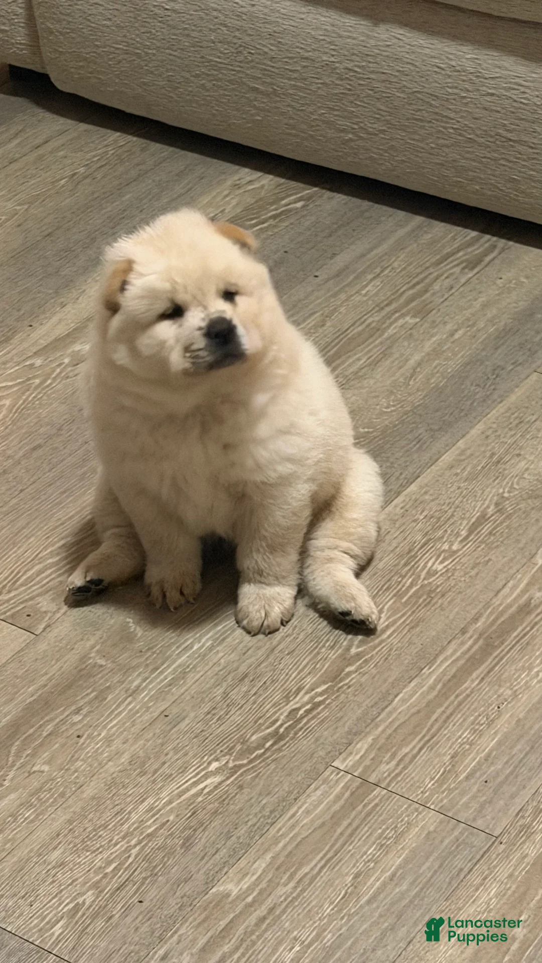 Chow Chow dogs for sale: Cloud - Ad 1