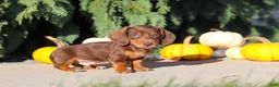Dachshund dogs for sale: Mudge - Ad 9
