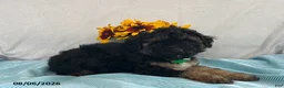 Yorkiepoo dogs for sale: Skipper - Ad 3