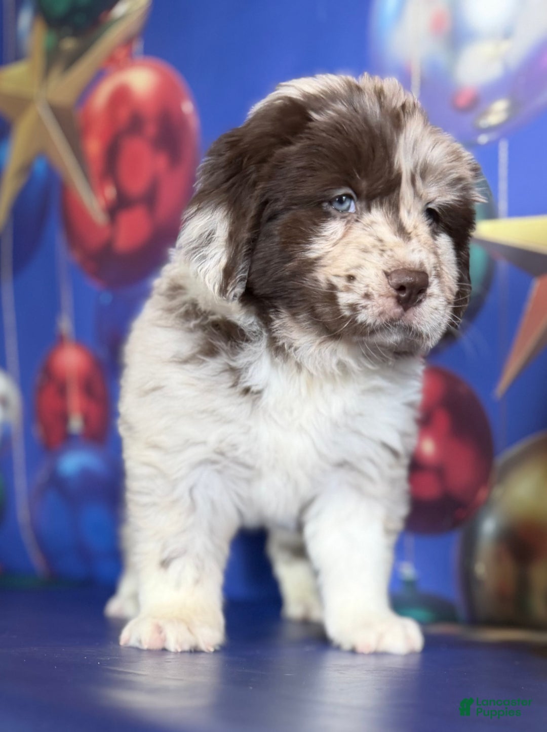 Mixed Breed dogs for sale: Sterling OFA DNA  - Ad 14