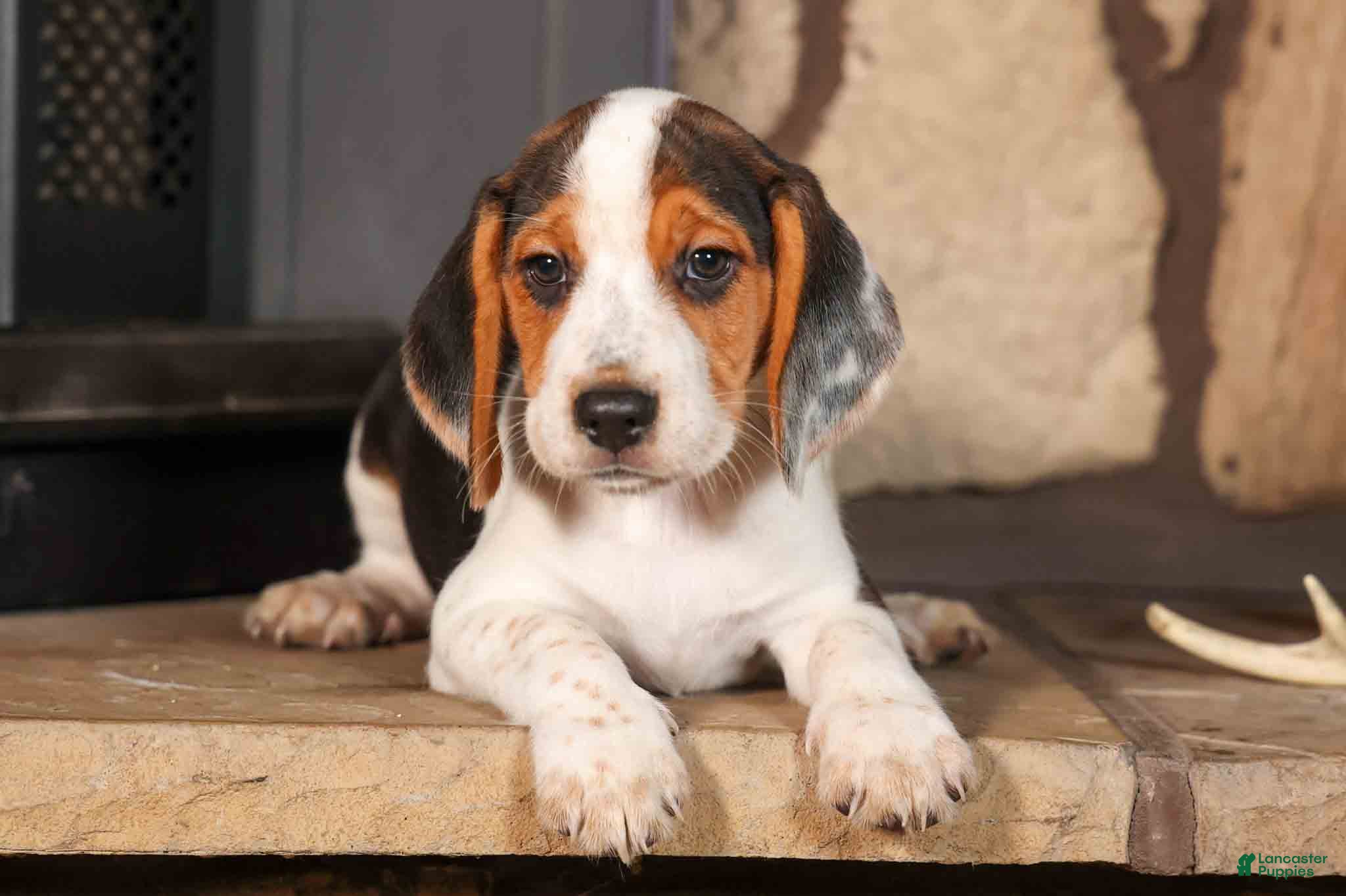 Beagle dogs Dillard🐾 - Ad 1