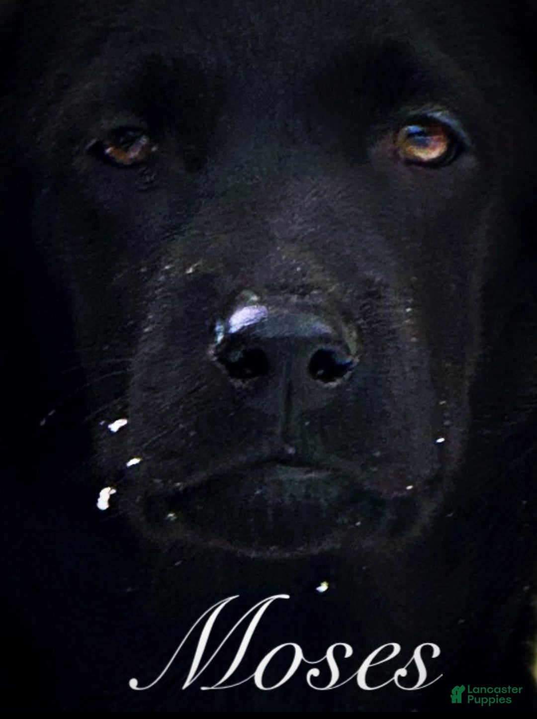 Labrador Retriever dogs for sale: Labrador Retriever Puppy 1 - Ad 2