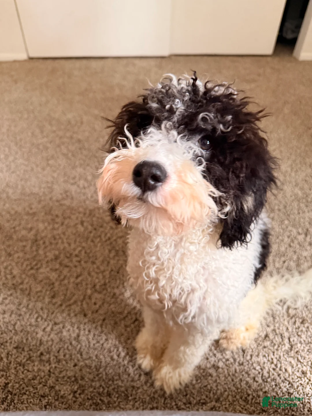 Mini Bernedoodle dogs for sale: Alora - Ad 2