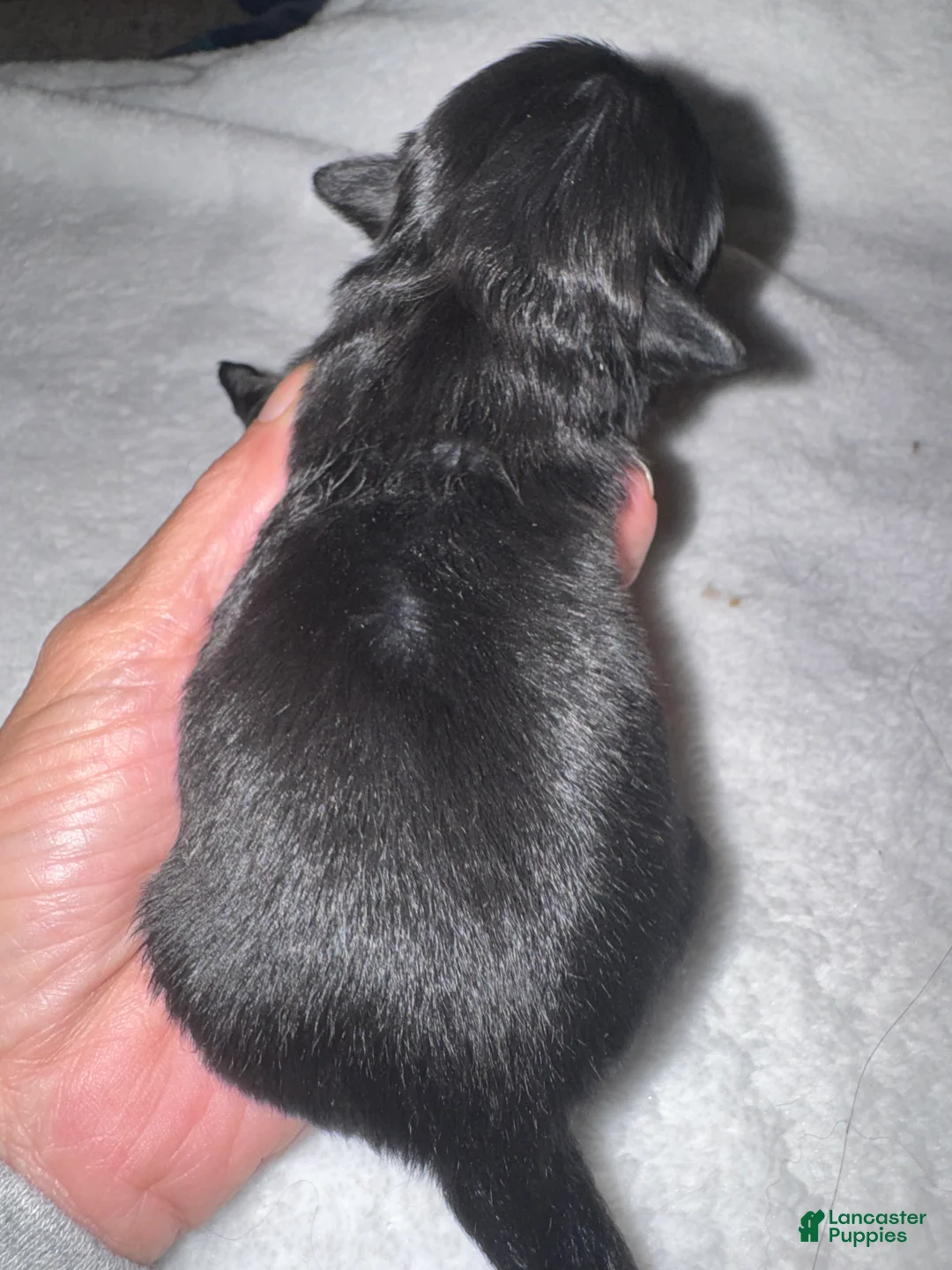 Pekingese dogs for sale: Pekingese Puppy 2 - Ad 7