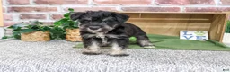 Miniature Schnauzer dogs for sale: Dawson - Ad 4