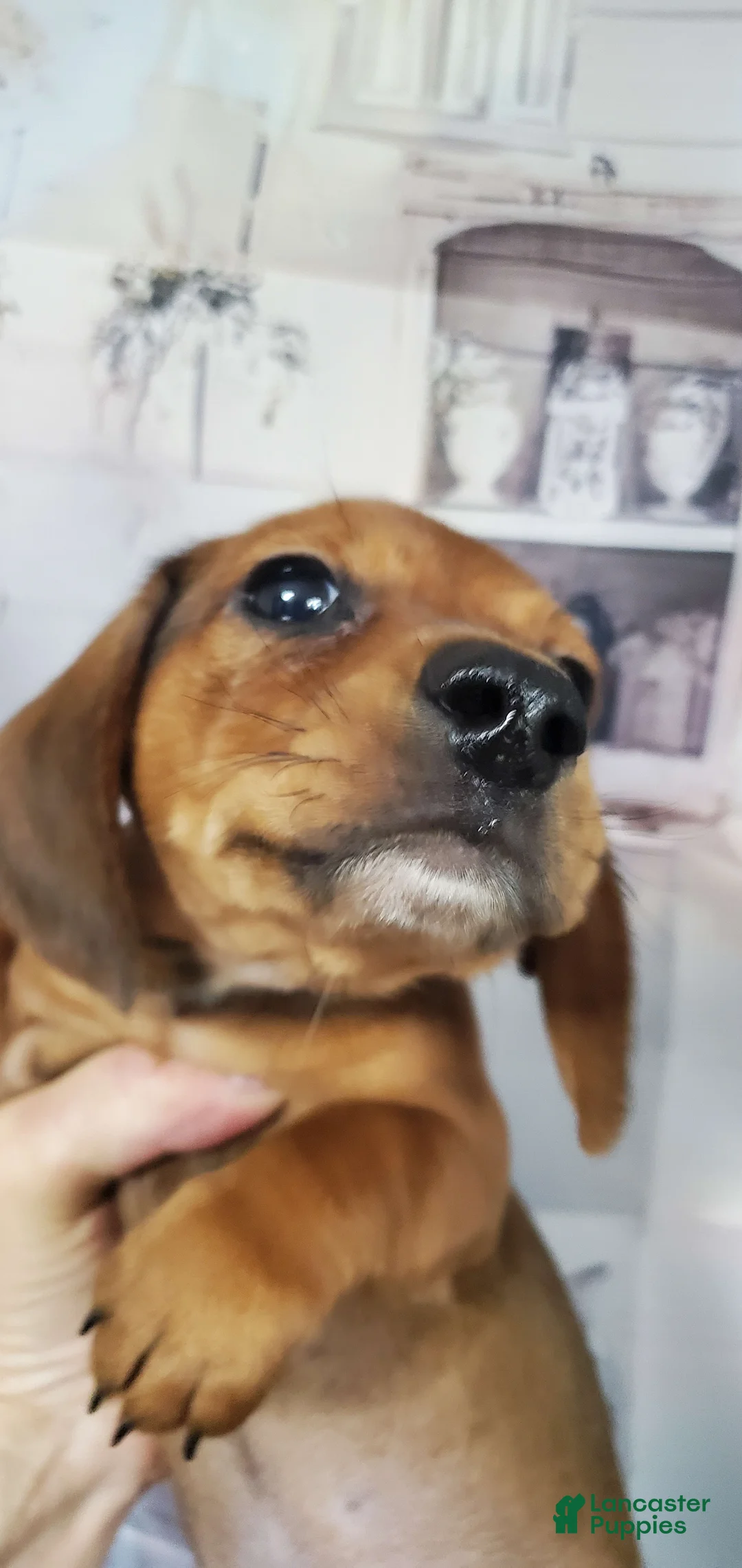 Dachshund dogs for sale: Jolly - Ad 9