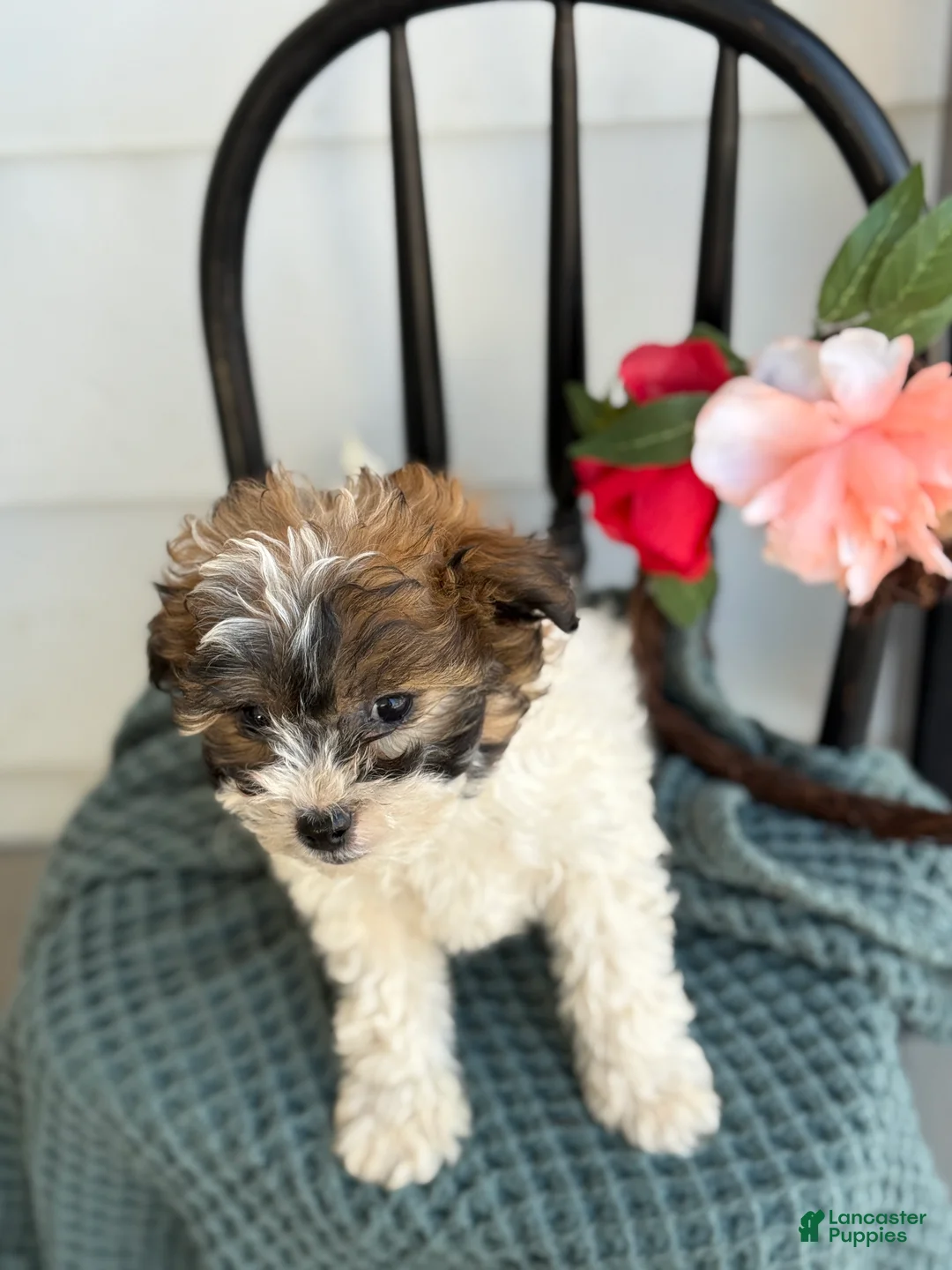 Shihpoo dogs for sale: Guinness - Ad 8