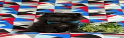 Pomeranian dogs for sale: Malik 9 lbs Full Grown - Ad 4
