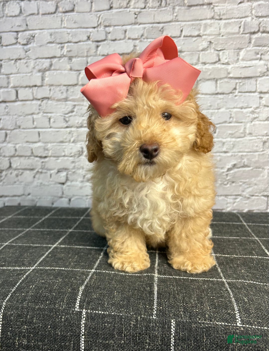 Toy Poodle dogs for sale: Toy Poodle Puppy 2 - Ad 4