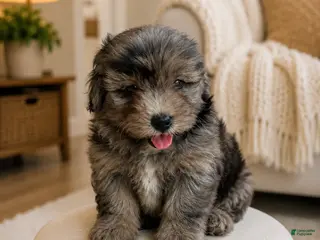 Bernedoodle dogs Zeus ❤️ blue merle micro mini bernedoodle - Ad 13
