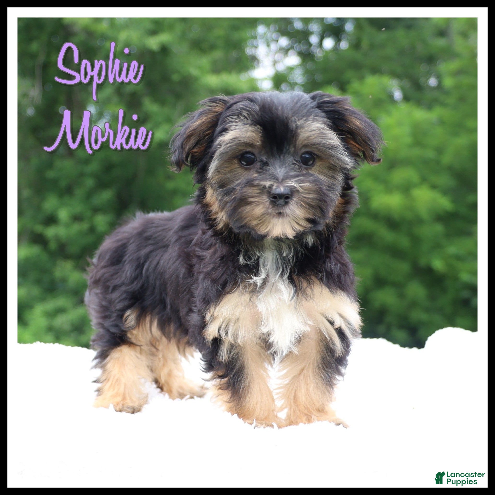 Morkie dogs Sophie - Ad 1