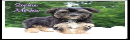 Morkie dogs for sale: Sophie - Ad 1