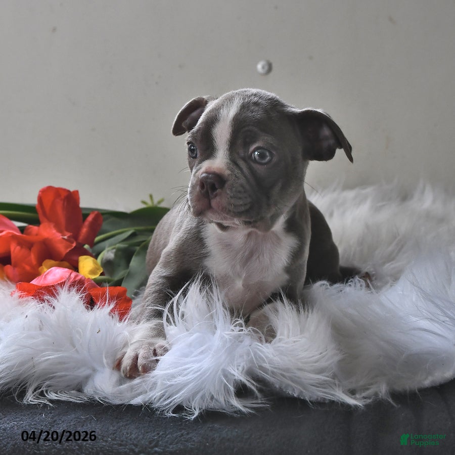 Boston Terrier dogs Lady - Ad 2