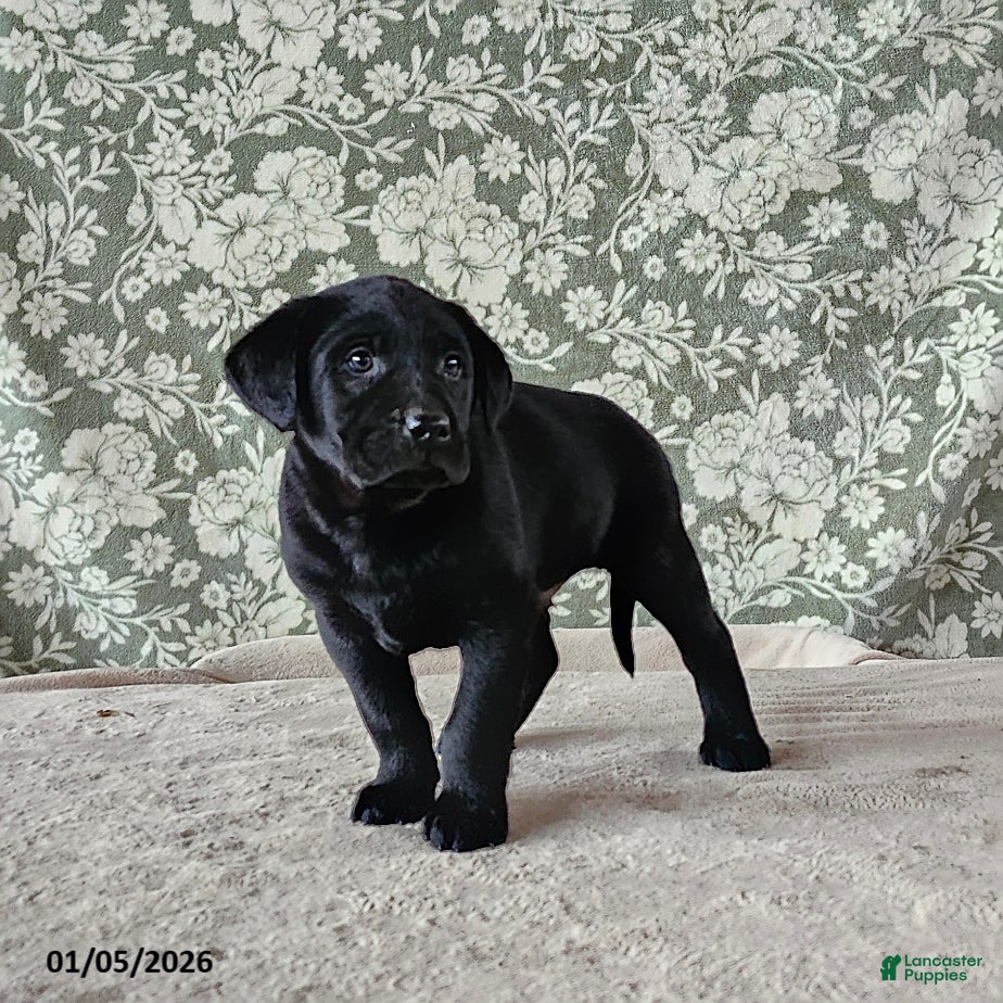 Labrador Retriever dogs Scooby - Ad 26