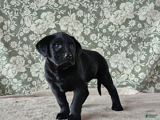 Labrador Retriever dogs Scooby - Ad 26