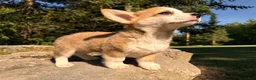 Welsh Corgi Pembroke dogs for sale: Lucy - Ad 8