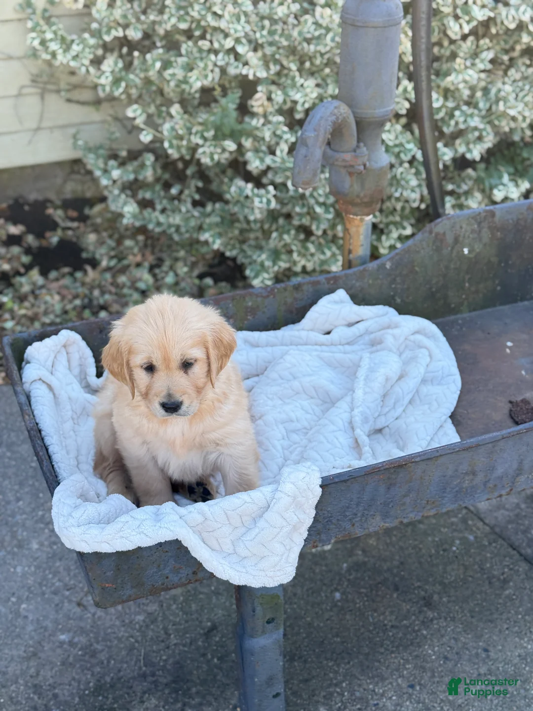 Golden Retriever dogs for sale: Melody - Ad 2