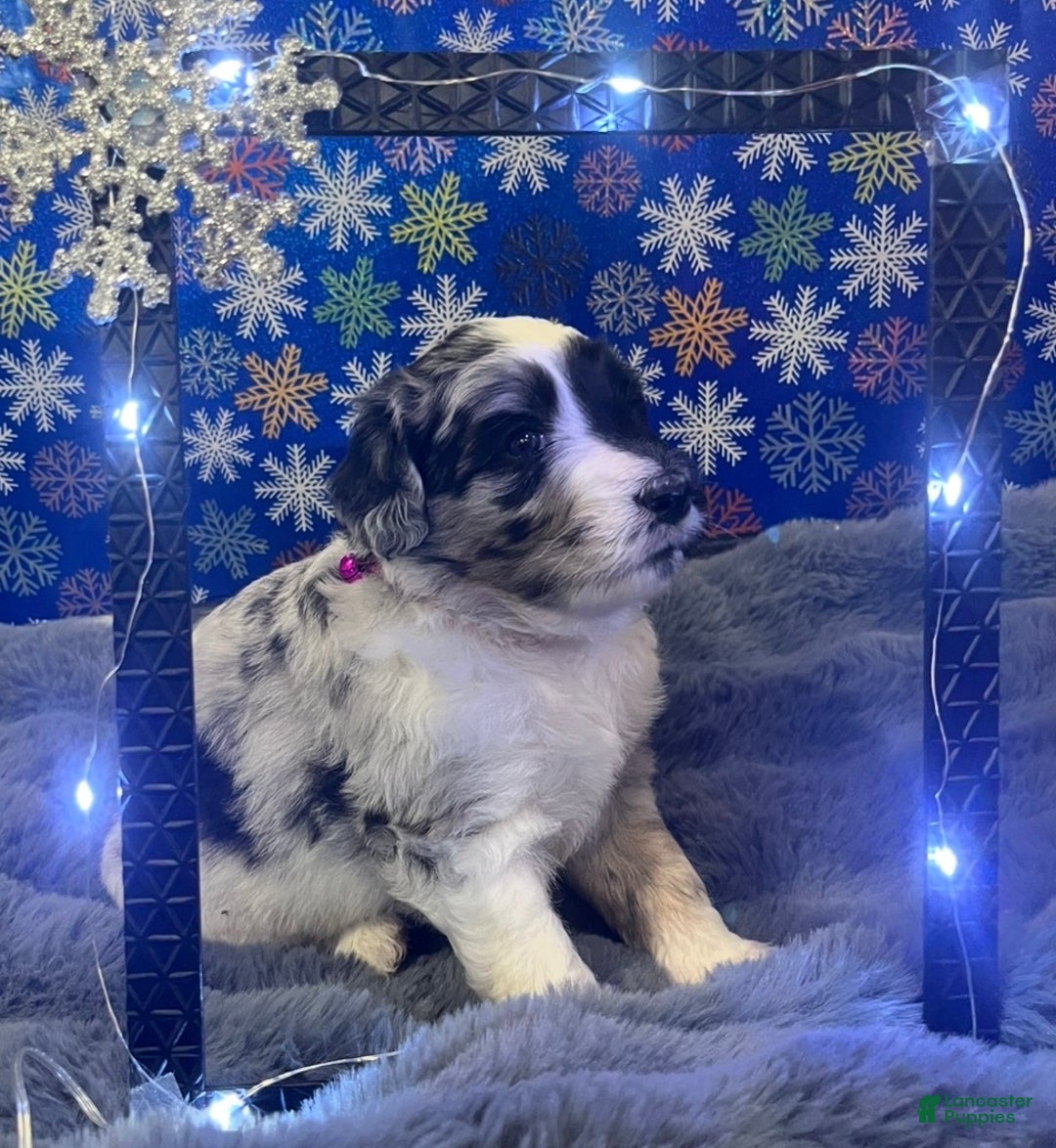 Bernedoodle dogs for sale: Rogue - Ad 3