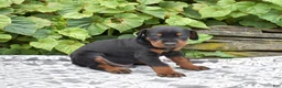 Doberman Pinscher dogs for sale: Phoenix - Ad 5
