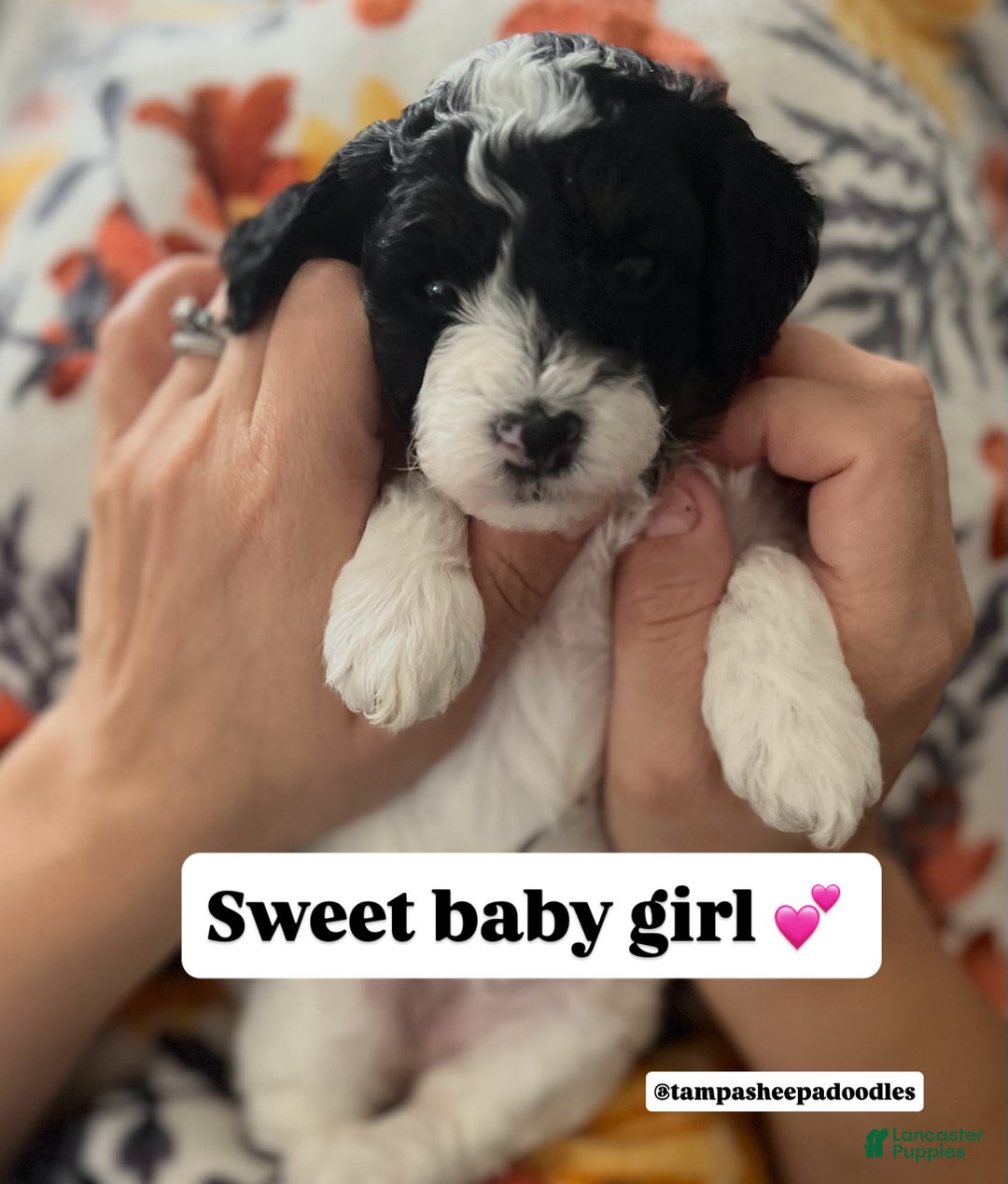 Mini Sheepadoodle dogs for sale: Red-Peppermint - Ad 14