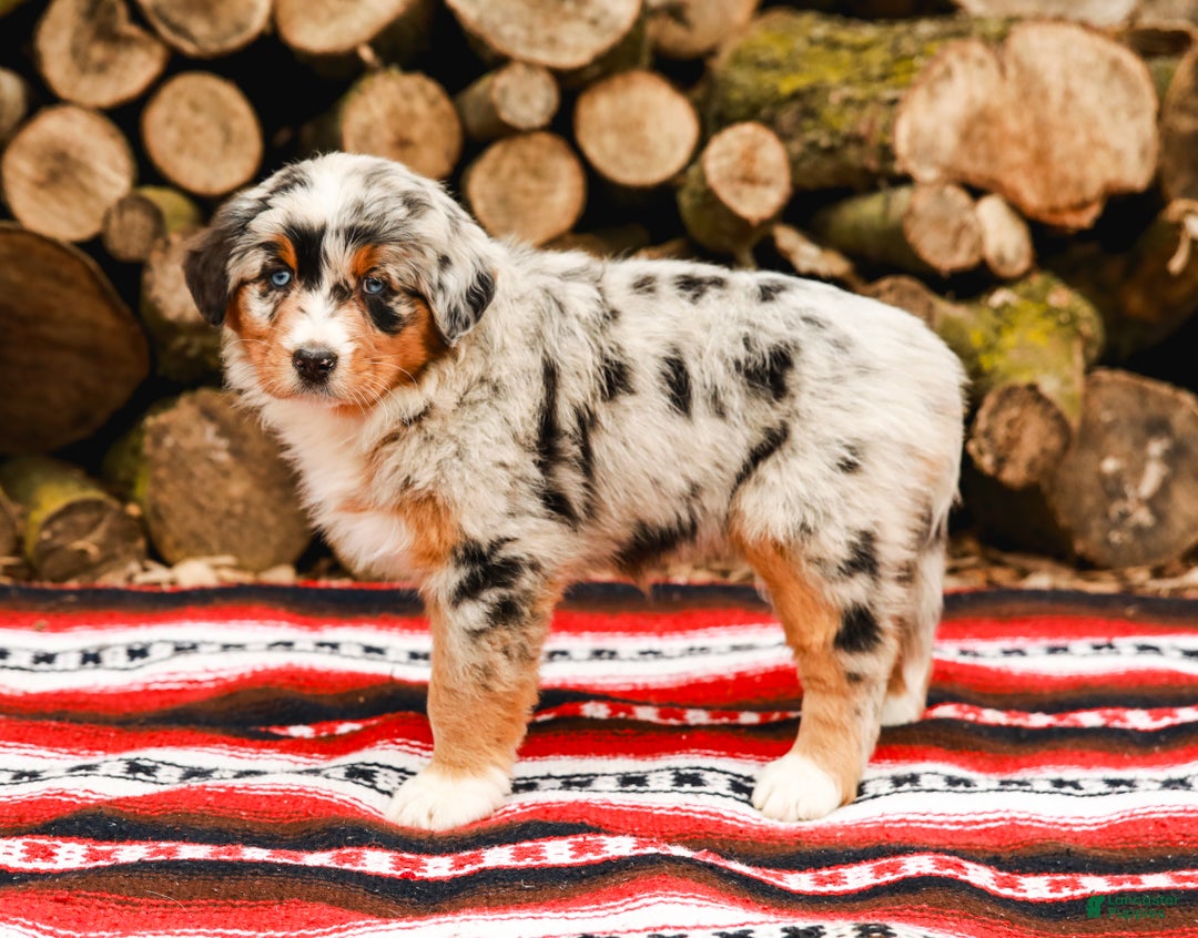 Aussiedoodle dogs for sale: Shadow Standard - Ad 8