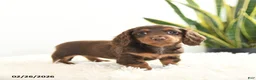Miniature Dachshund dogs for sale: Raindrop - Ad 4