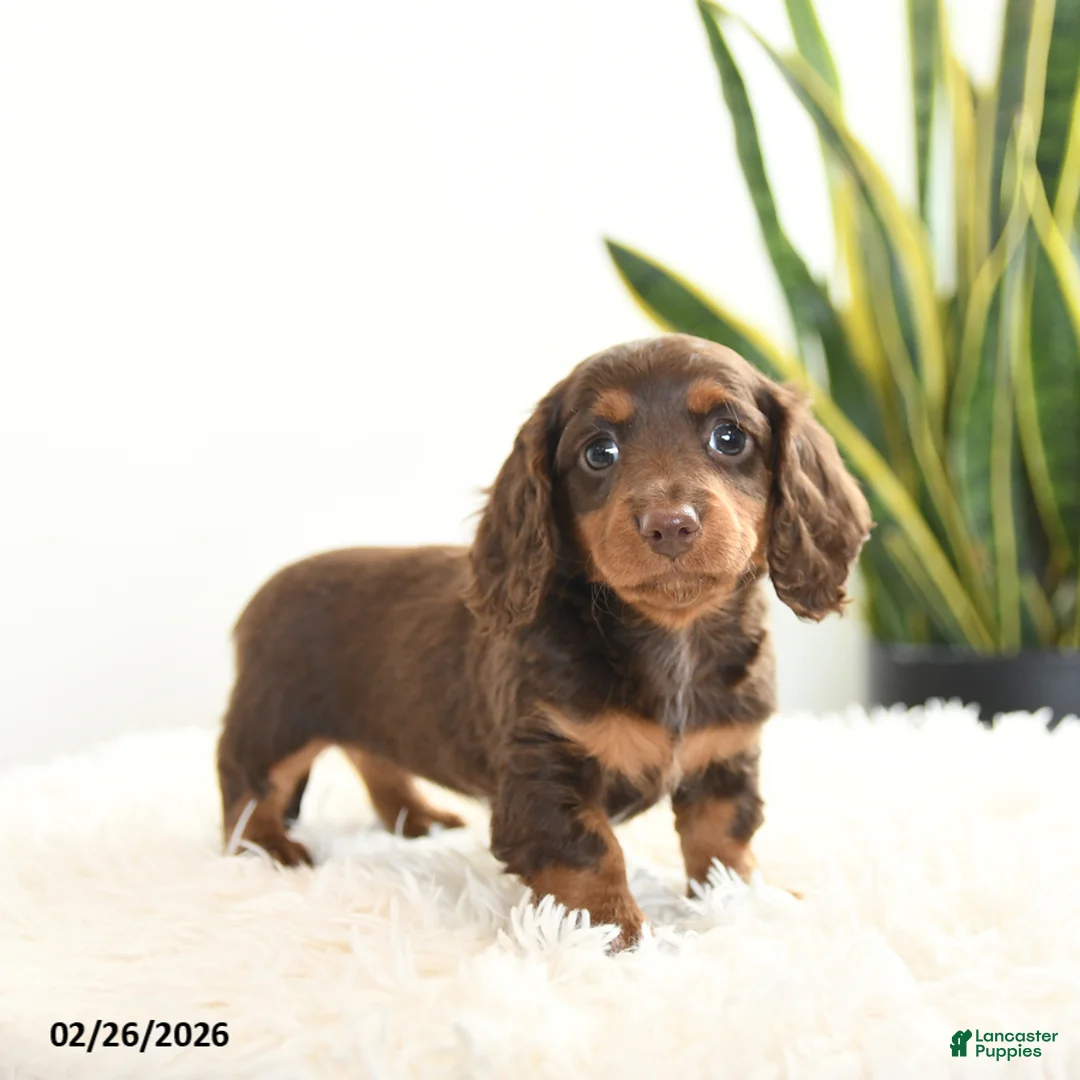 Miniature Dachshund dogs for sale: Raindrop - Ad 4
