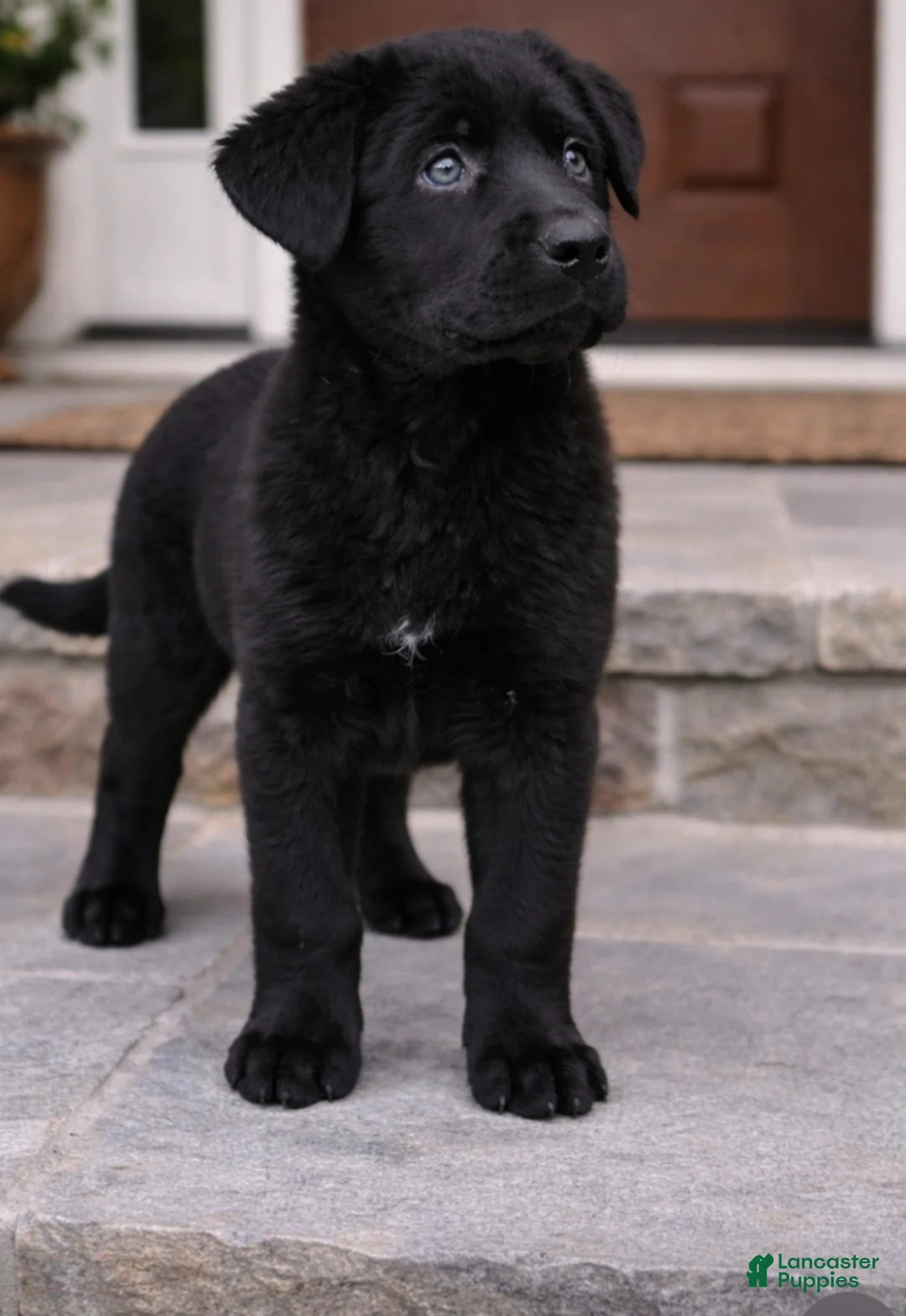 Sheprador dogs for sale: Sheprador Puppy 1 - Ad 4