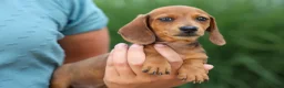 Miniature Dachshund dogs for sale: Tyson 💙 - Ad 17