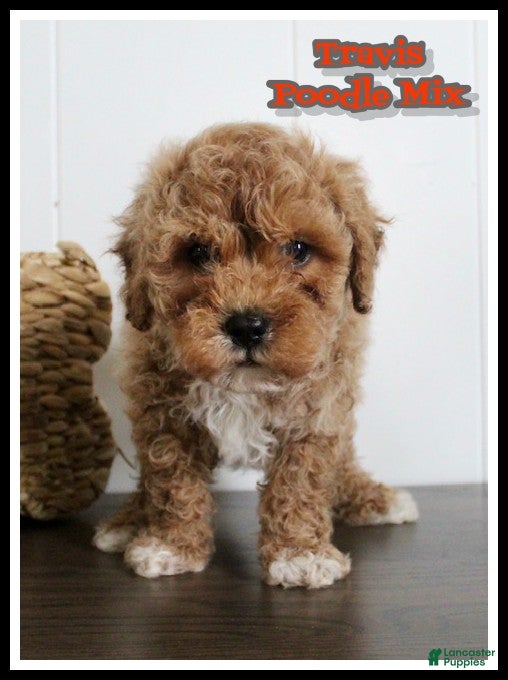 Cavapoochon dogs Travis - Ad 1
