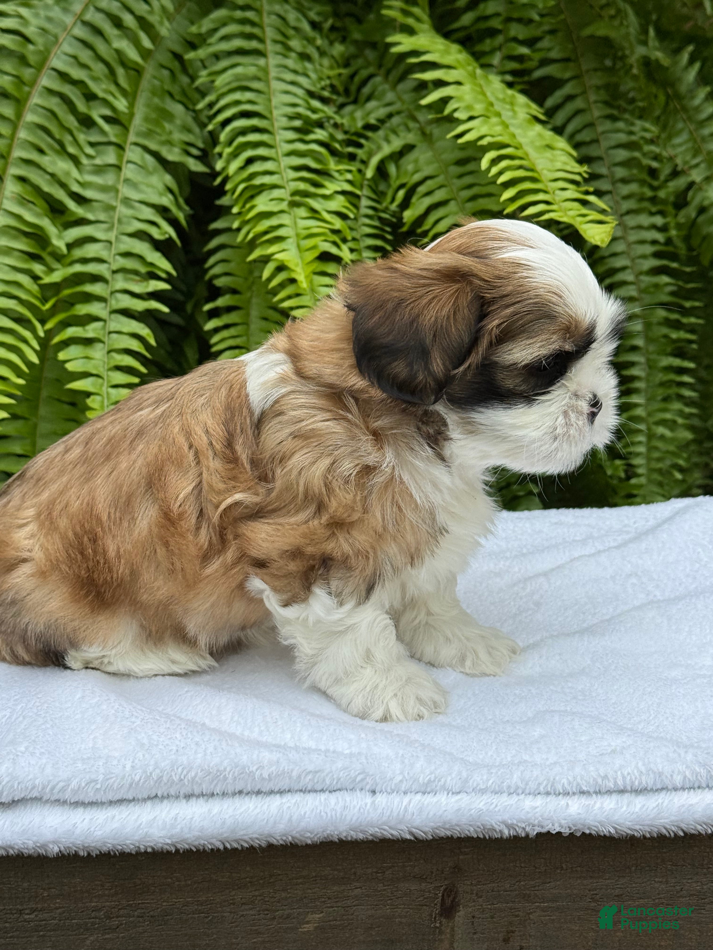 Teddy Bear dogs Root beer  - Ad 2