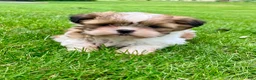 Shih Tzu dogs for sale: Farley - Ad 5
