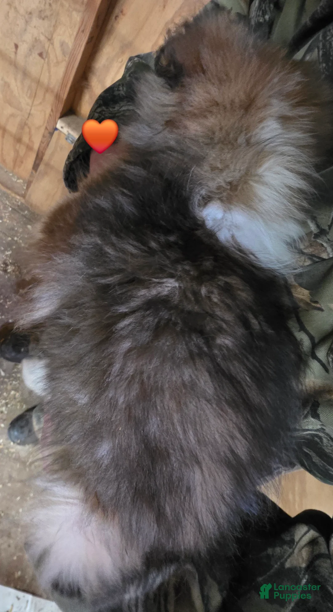 Shetland Sheepdog dogs for sale: Shetland Sheepdog Puppy 3 - Ad 2