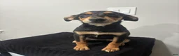 Mixed Breed dogs for sale: Mixed Breed Puppy 8 - Ad 5