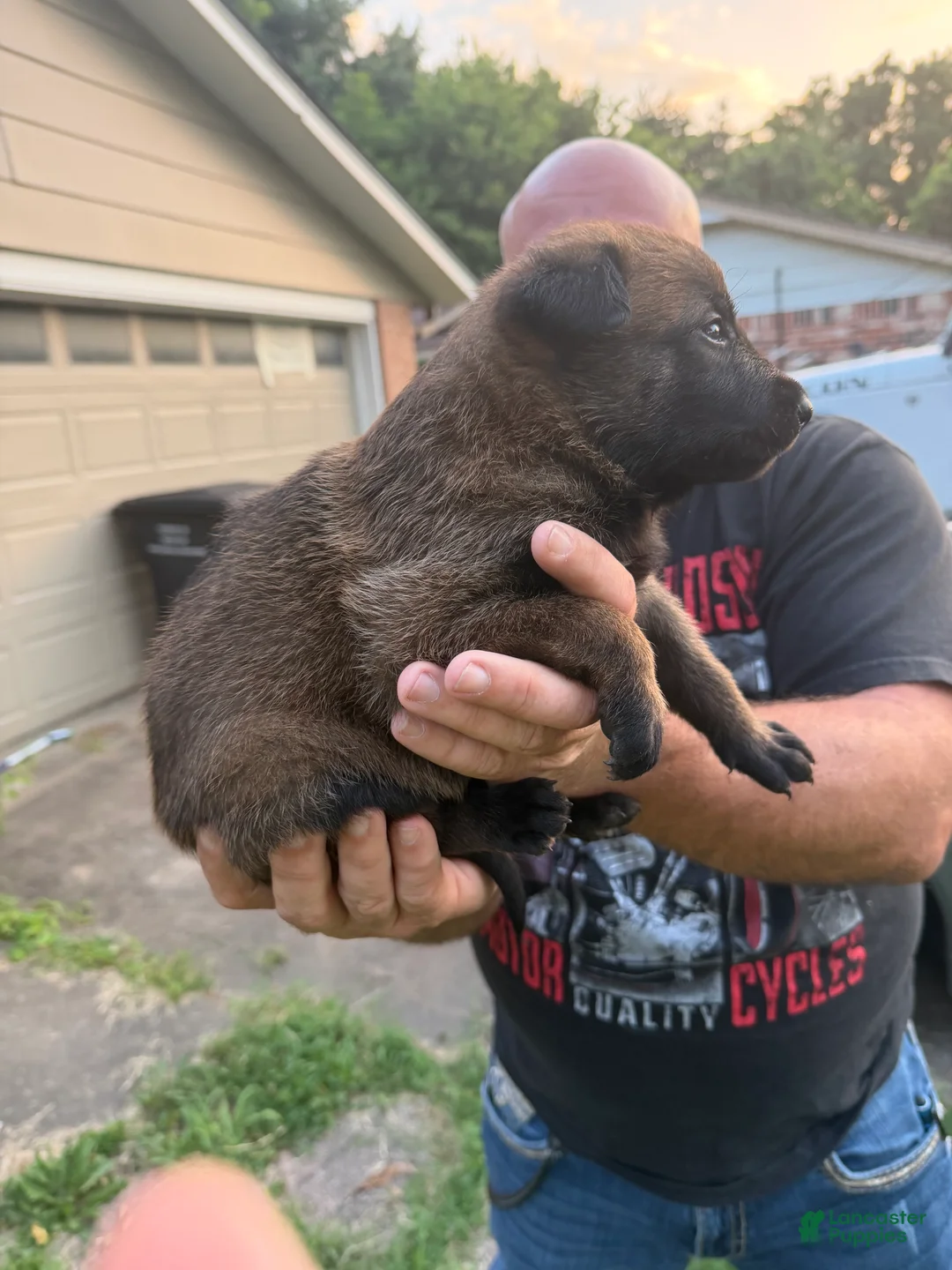 Belgian Malinois dogs for sale: Belgian Malinois 2 - Ad 1