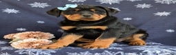 Rottweiler dogs for sale: Brandy - Ad 2