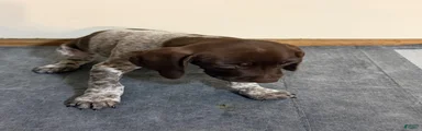 German Shorthaired Pointer 4