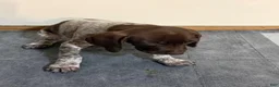 German Shorthaired Pointer dogs for sale: German Shorthaired Pointer 4 - Ad 1