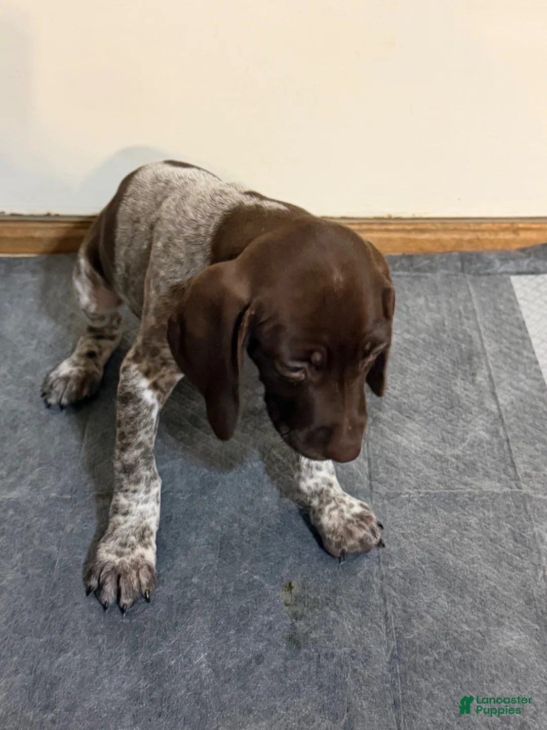 German Shorthaired Pointer dogs for sale: German Shorthaired Pointer 4 - Ad 1