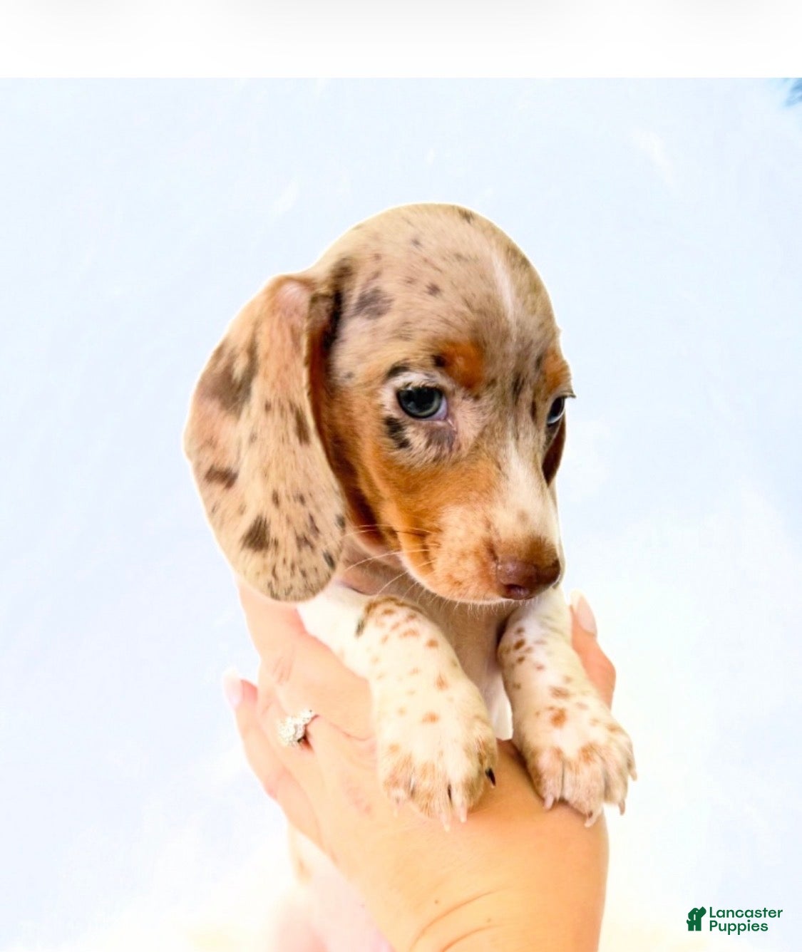 Miniature Dachshund dogs AKC Woody - Ad 14
