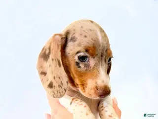 Miniature Dachshund dogs AKC Woody - Ad 2