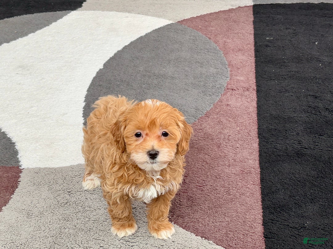 Maltipoo dogs for sale: Maltipoo male 1  - Ad 2