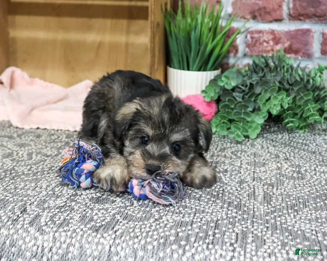 Miniature Schnauzer dogs for sale: Denise - Ad 2